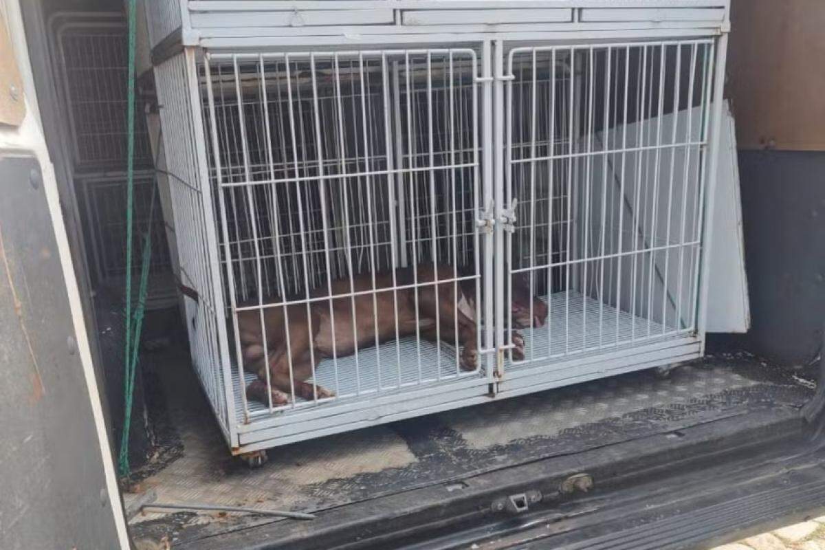 Cão foi recolhido e levado para o Cirac (Centro Integrado de Recolhimento, Assistência e Controle de Animais)