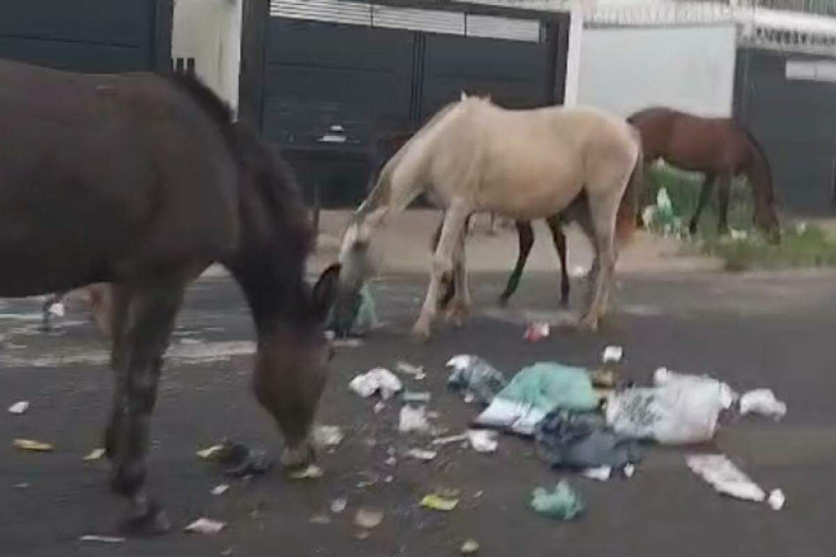 Três cavalos abandonados reviravam o lixo no Jardim Pulicano