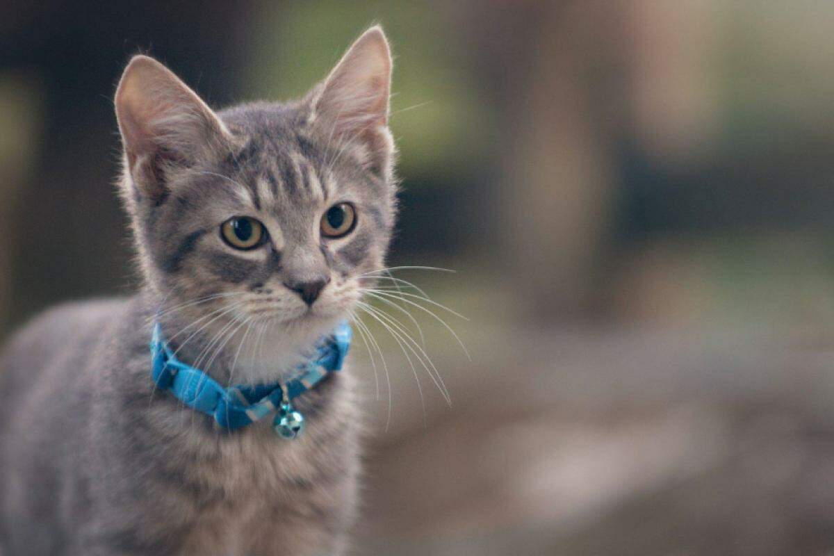 O som emitido pelo objeto acompanha os movimentos do animal e tem como principal finalidade alertar a fauna local sobre a aproximação de um possível predador