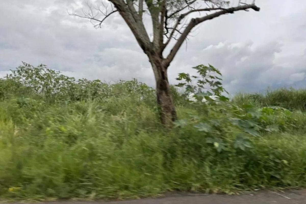 Terreno com mato alto na região Norte de Franca