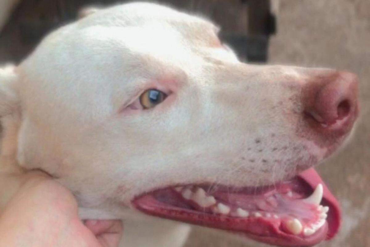 Cão Lucky, que foi morto a facadas