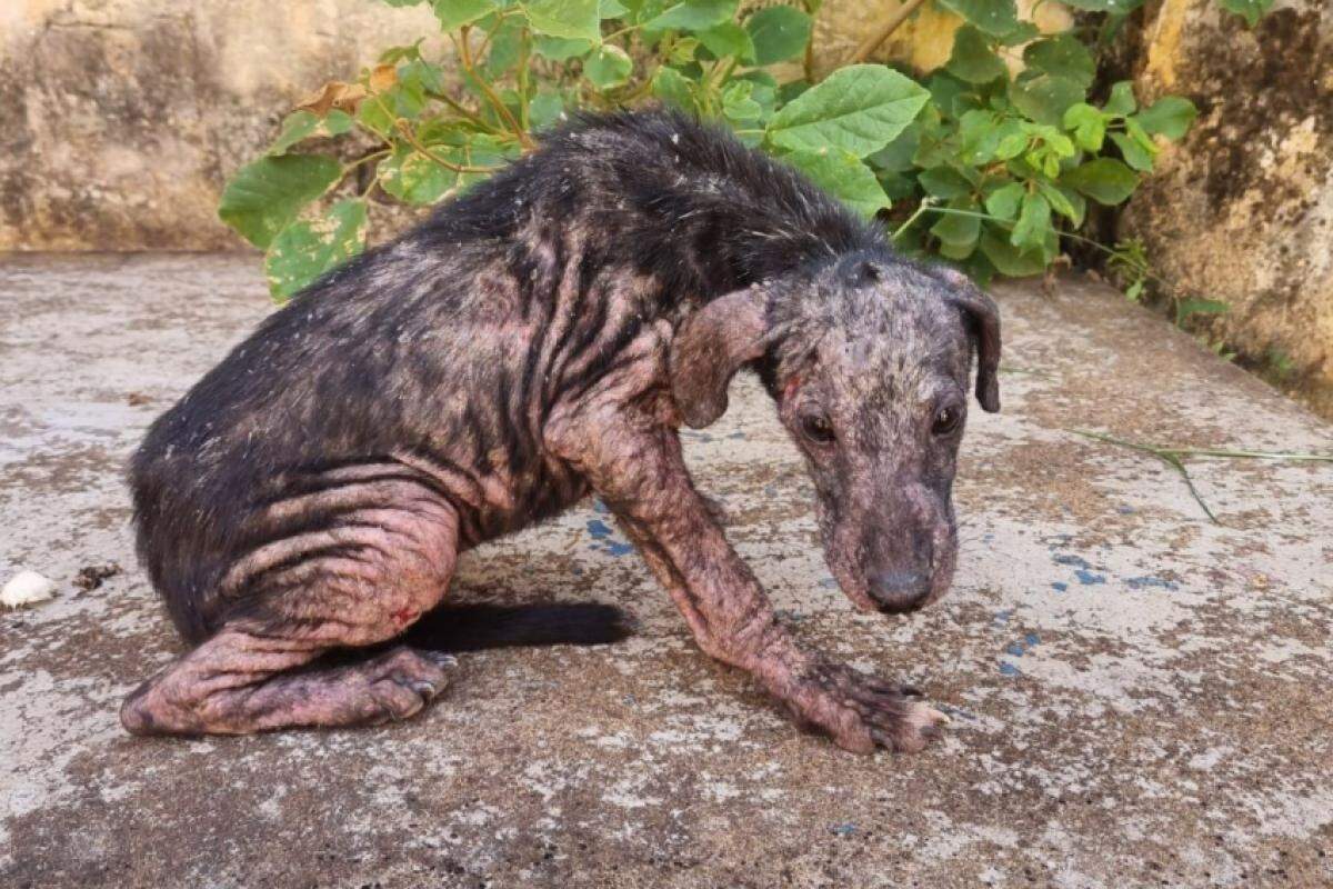 Um dos cães, ainda filhote, foi resgatado com quadro crítico de saúde