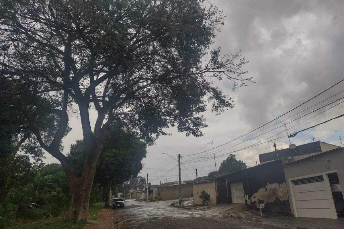 Árvore localizada na Rua Jeferson de Carvalho, no bairro City Petrópolis