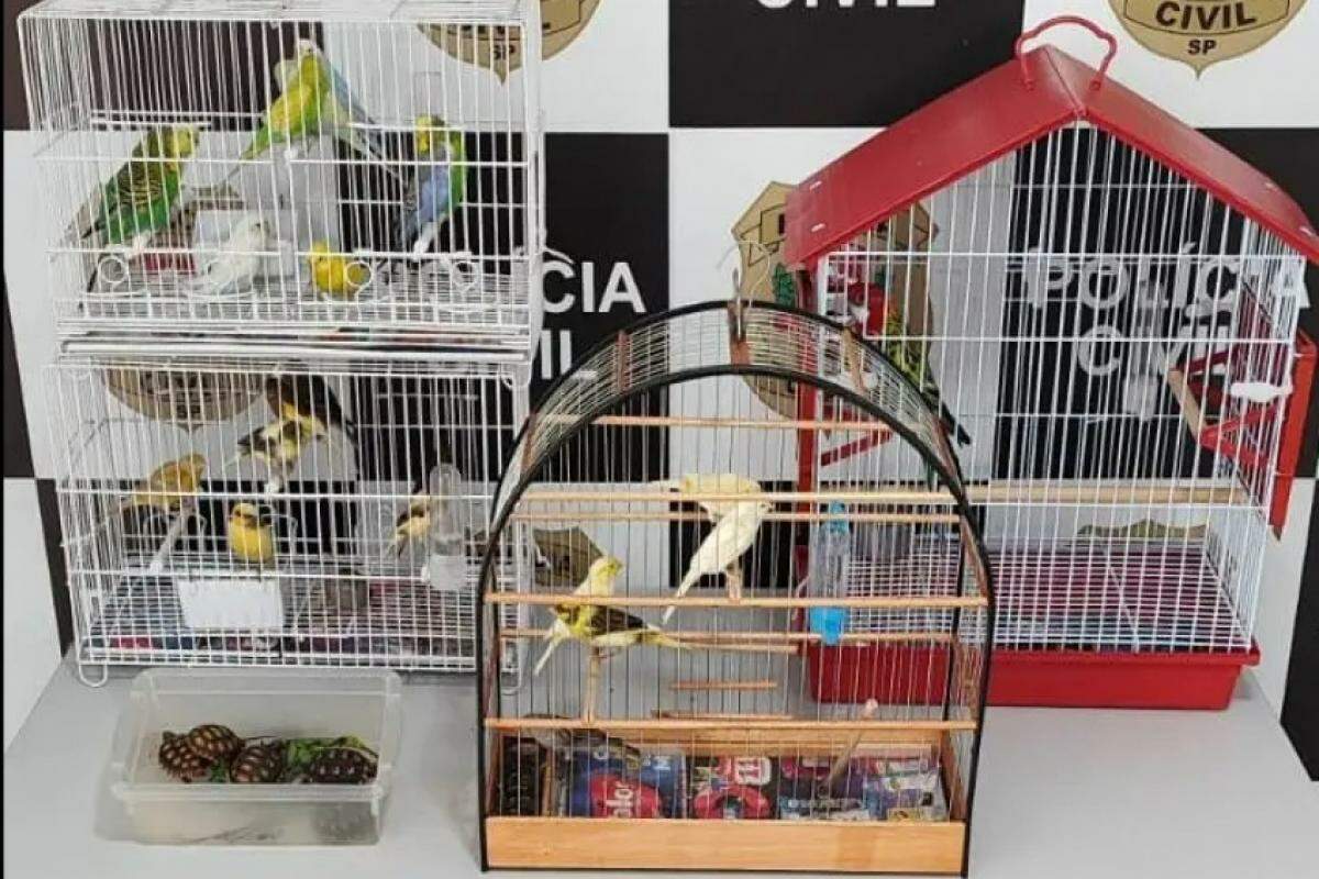 Animais que foram apreendidos