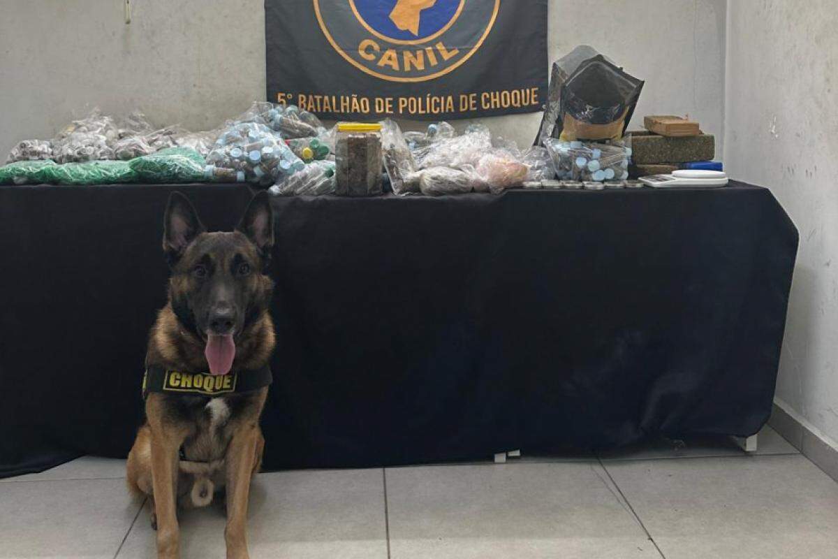 O k9 Ice, do 5º Batalhão de Polícia de Choque, localizou as drogas 