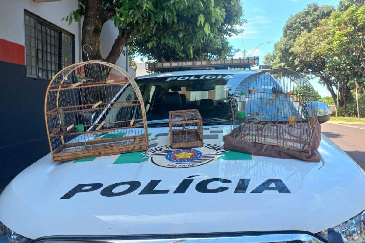 Aves dentro de gaiolas resgatadas pela Polícia Militar Ambiental