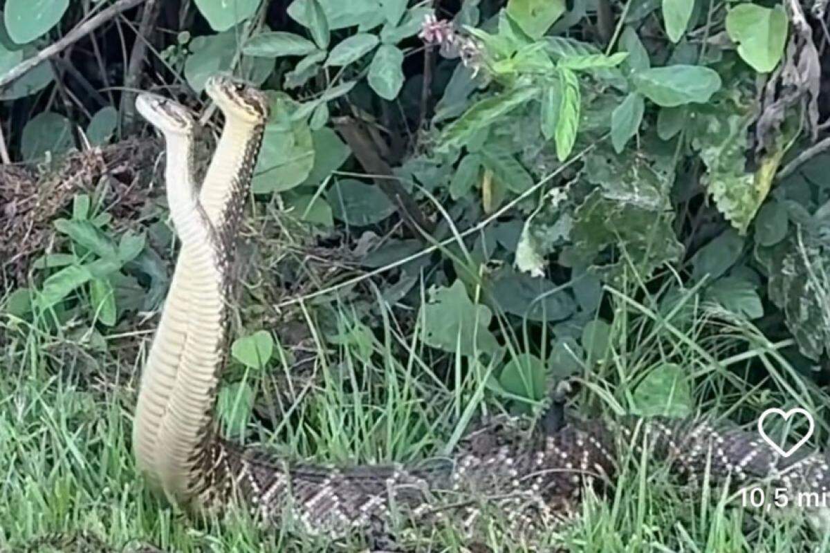 Cobras na Via Norte chamaram atenção