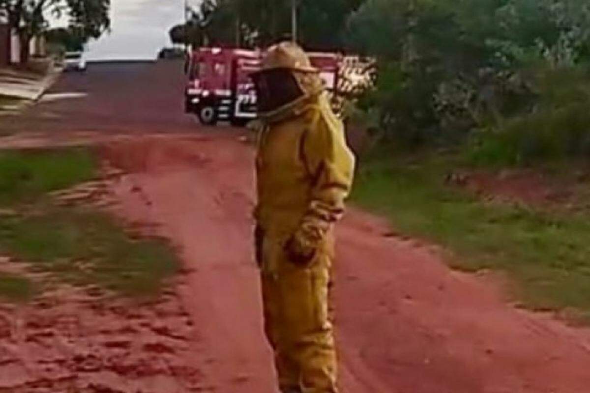 Mulher de 41 anos morre após ataque de abelhas em Andradina