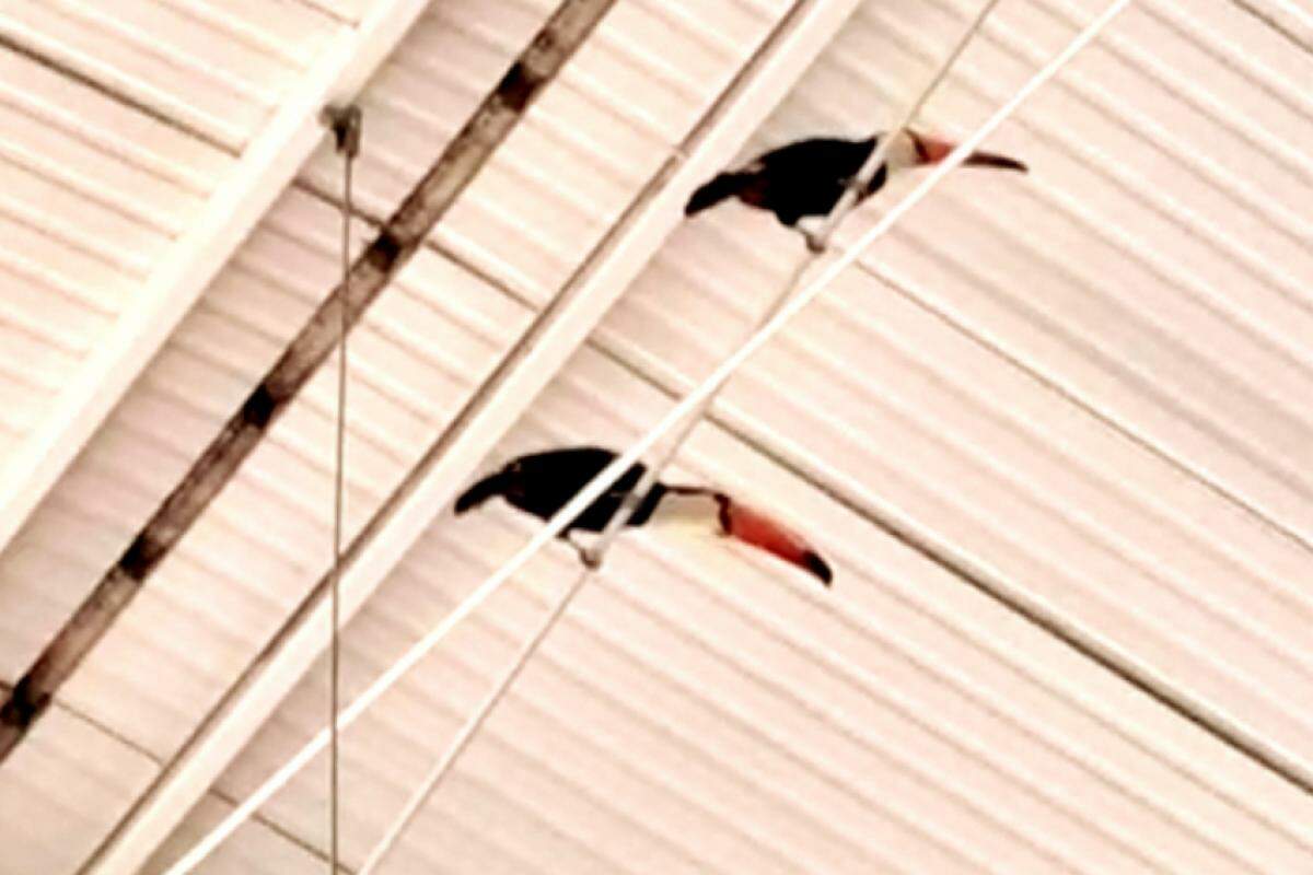As aves usaram a estrutura da edificação como puleiros no Água Branca.