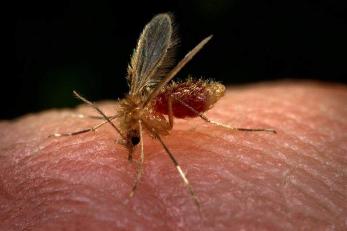 Área que abrange cidades como Araçatuba e Rio Preto concentra maior parte das infecções registradas no estado em 2025