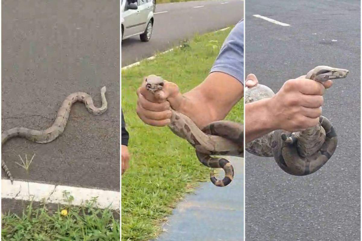 Cobra resgatada na avenida Jaime Tellini, em Franca