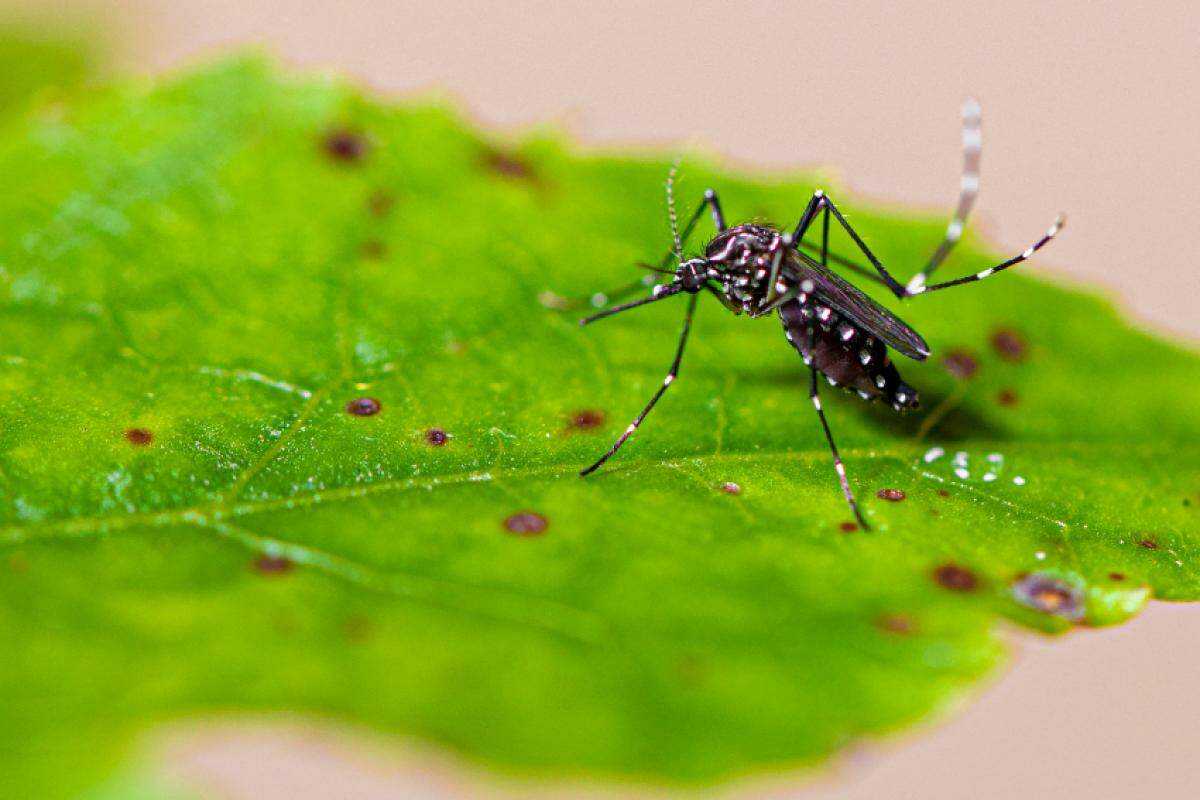 Retorno da circulação do sorotipo 4 ocorre em um cenário de epidemia de dengue em Bauru