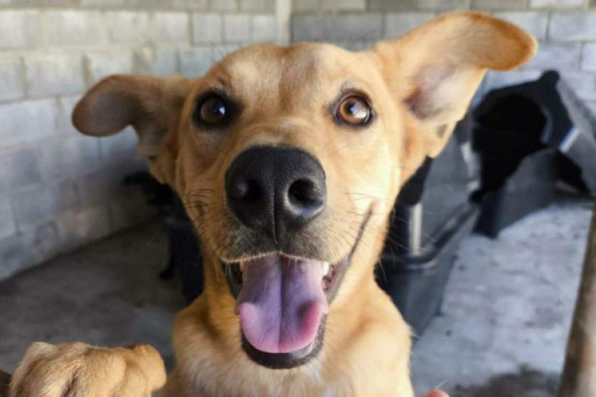 DEBEA estará presente com um espaço especial para adoção de cães.