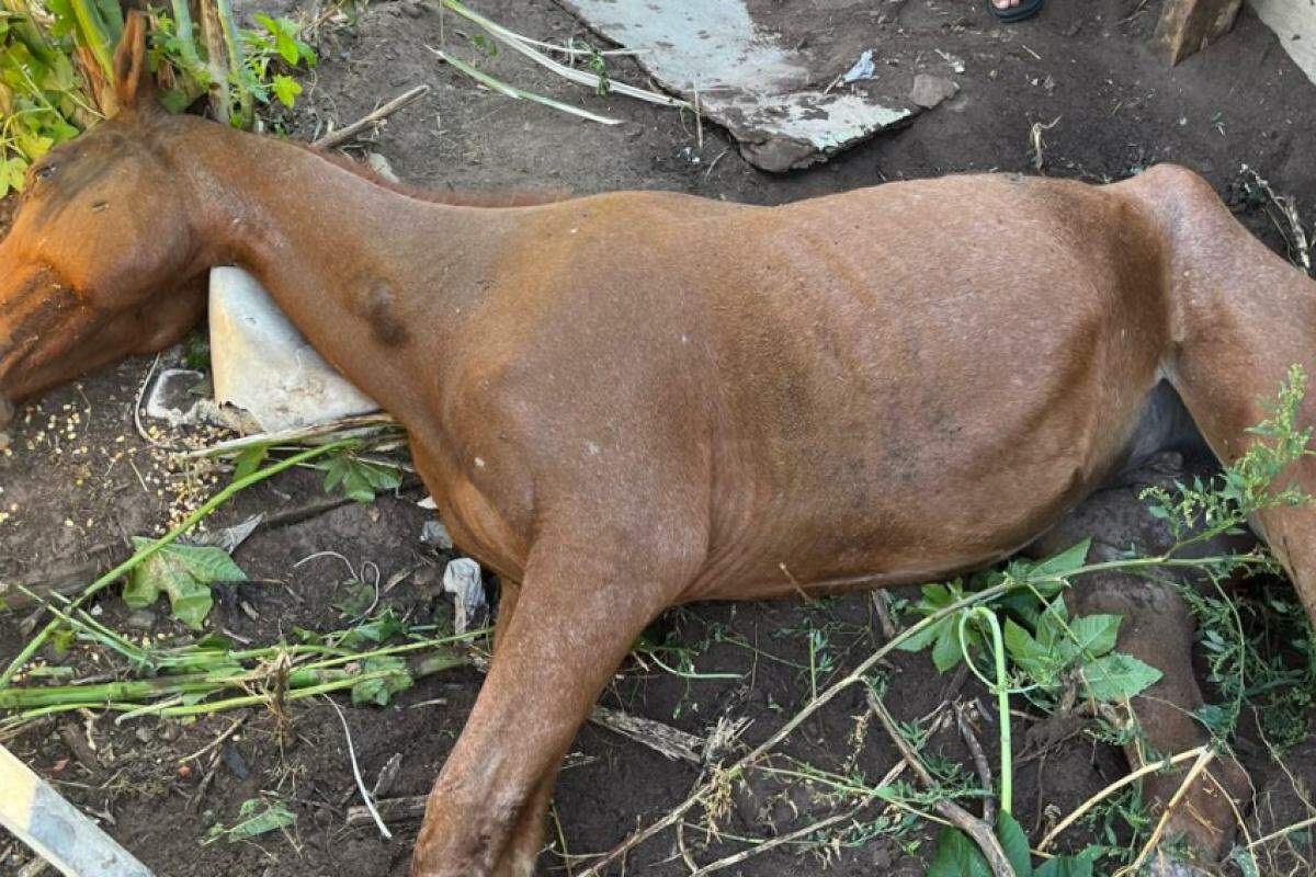 Animal foi encontrado por policiais civis em um terreno no Jardim América, no Distrito de Rubião Junior