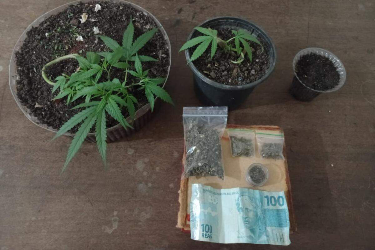 Durante patrulhamento, policiais identificaram forte odor da droga e localizaram entorpecentes e plantas em imóvel