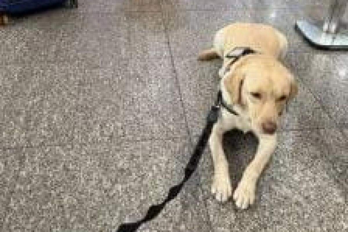 Cão de suporte emocional Teddy