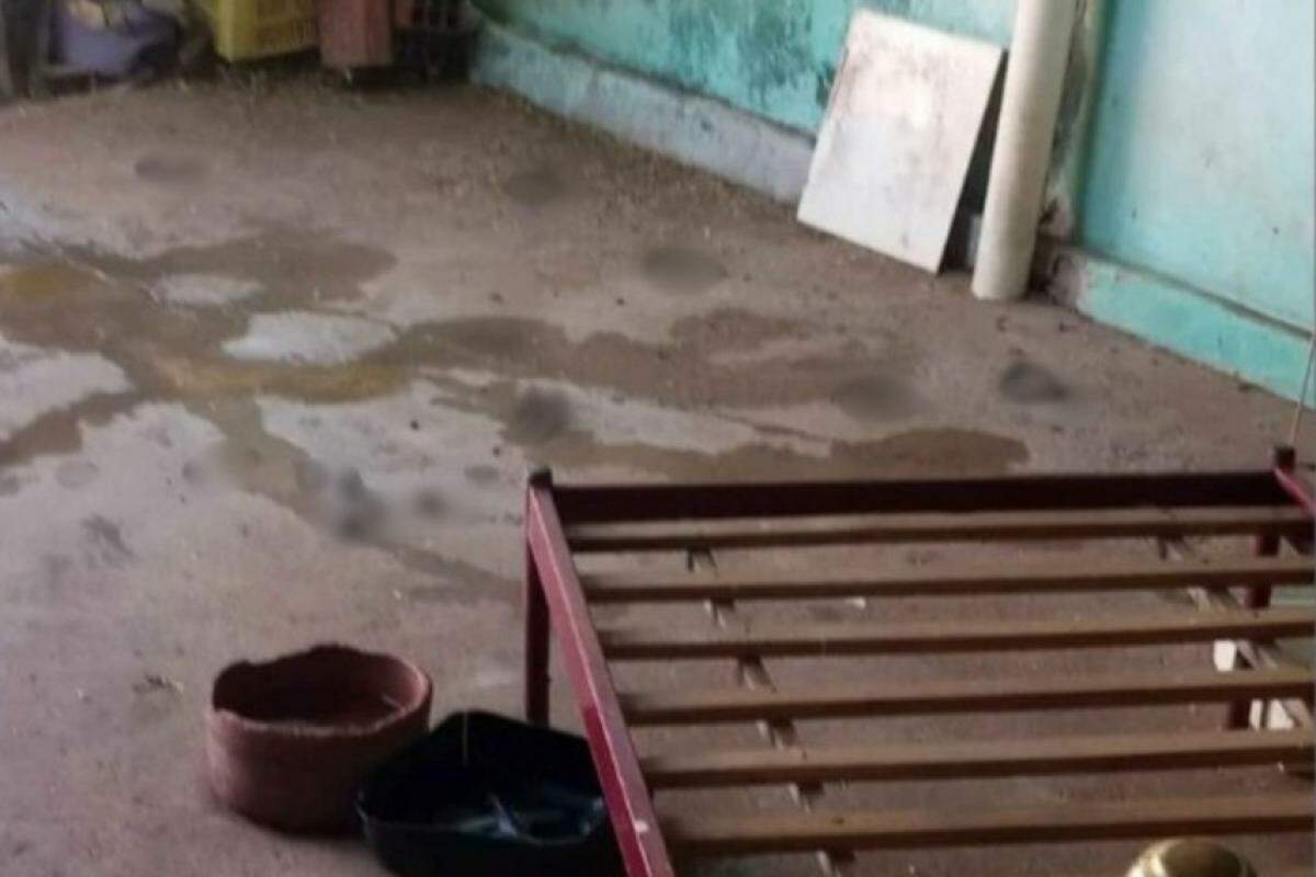 Local abrigava cães e aves em condições de maus-tratos