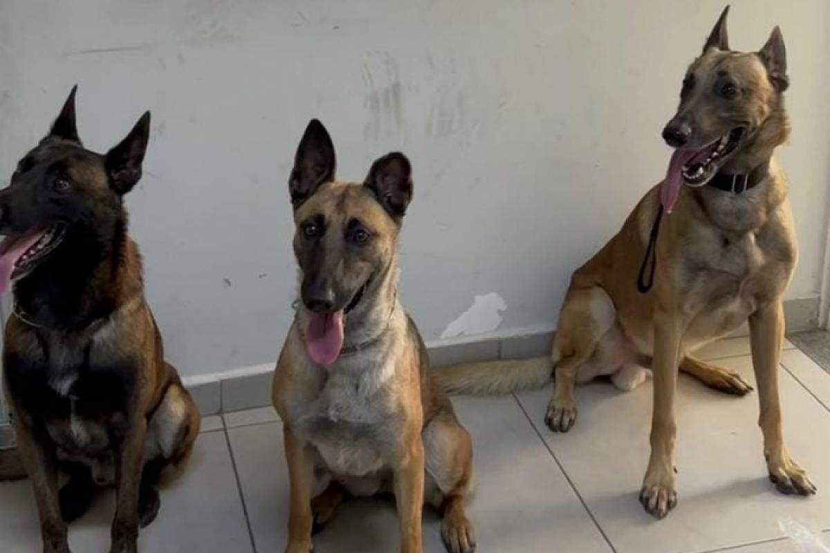 Os cães farejadores foram fundamentais para a localização das drogas