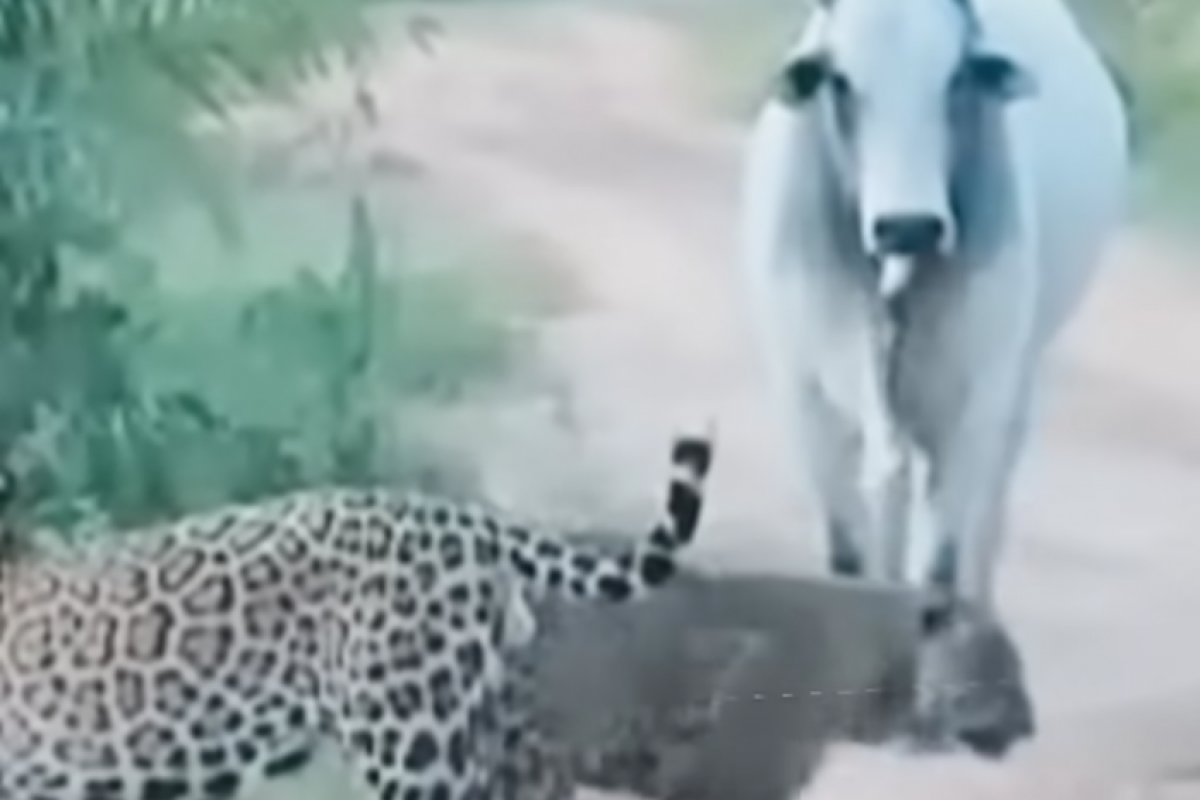 O momento foi captado pela bióloga Paula Ojeda, que atua em uma Reserva Particular do Patrimônio Natural (RPPN).