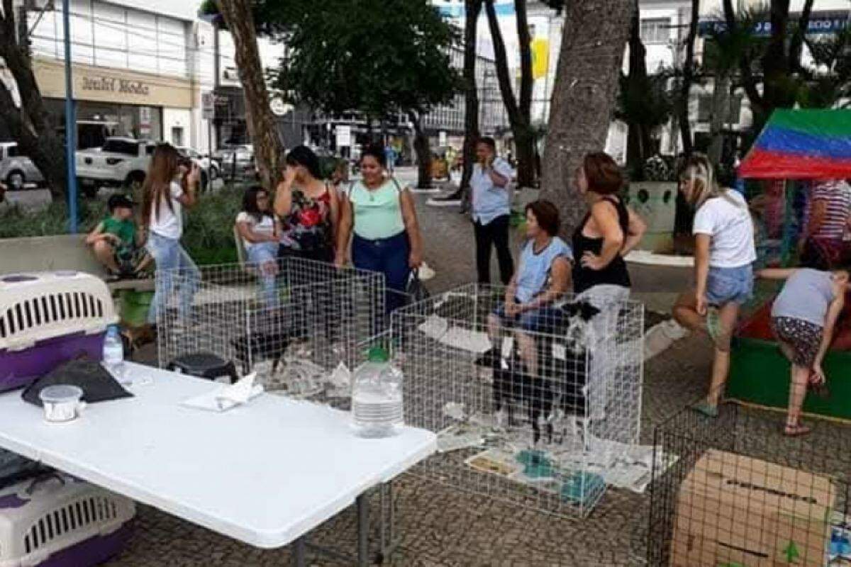 Imagens da última feira de adoção na Praça Matriz em Franca