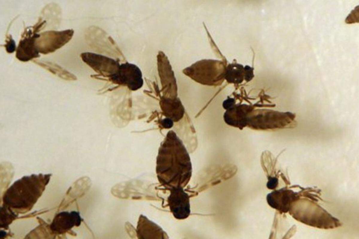 Mosquito causador da febre