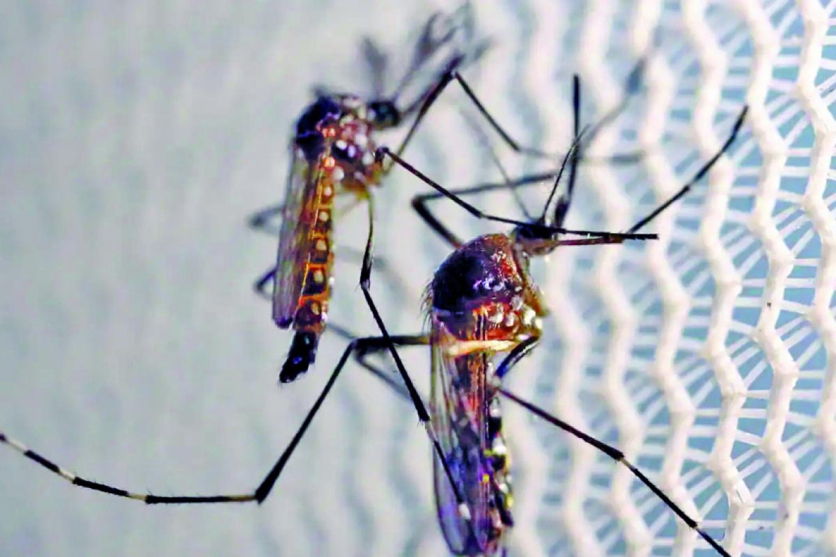 Dengue é uma doença grave e pode matar