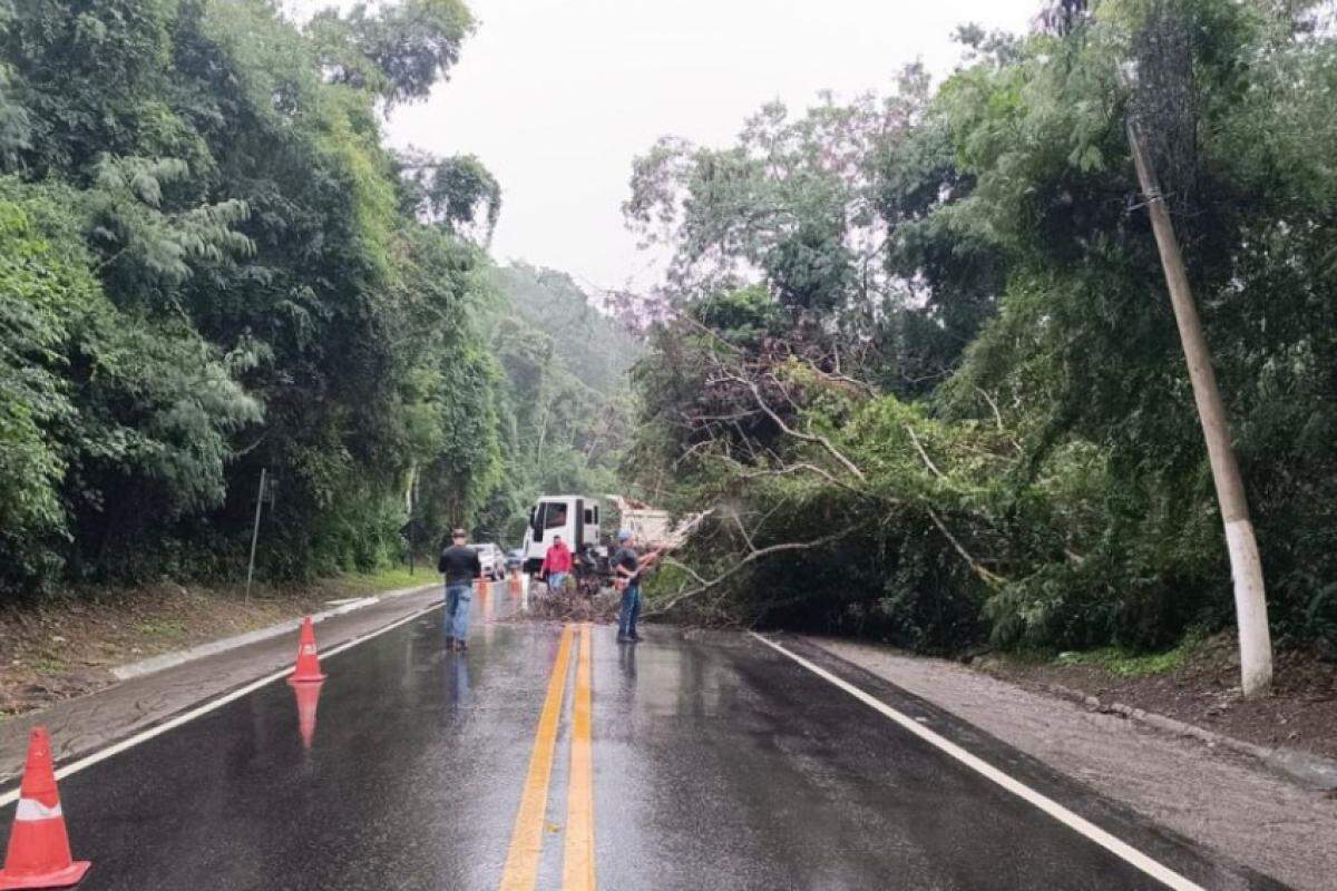 Queda de árvore em São Sebastião