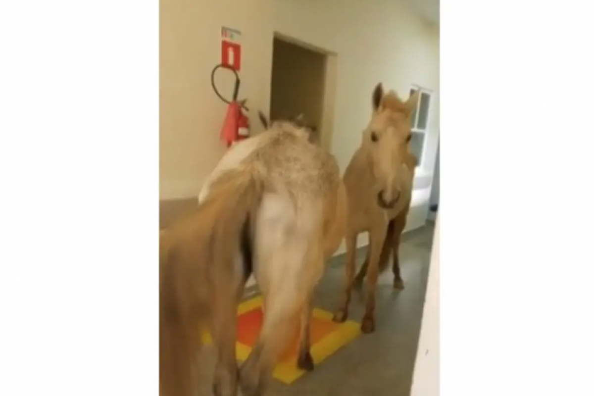 Apesar do susto de funcionários e pacientes, ninguém ficou ferido. 