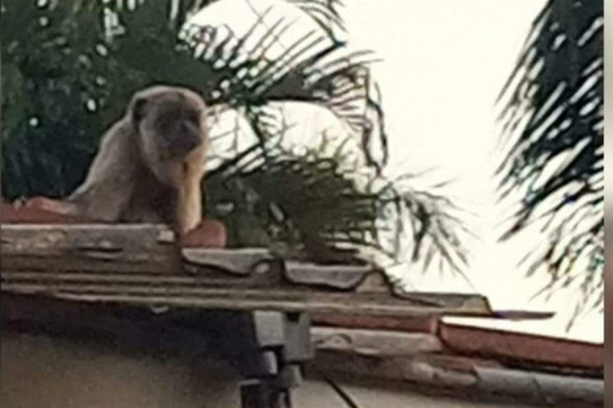 Animal ferido foi acolhido por ONG especializada após ação dos Bombeiros