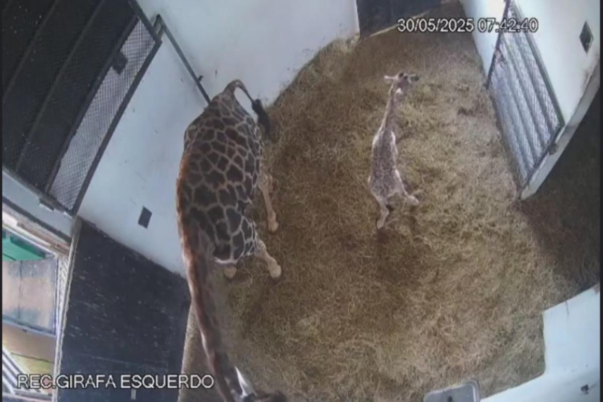 Filhote dá os primeiros passos após o nascimento