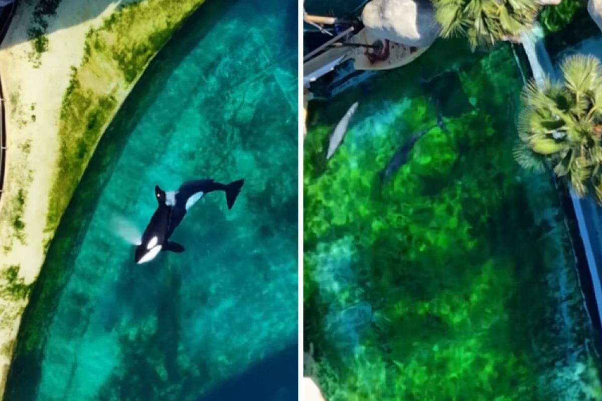 As imagens mostram os animais nadando sem direção em tanques, que apresentam sinais de abandono, incluindo a presença de algas nas piscinas