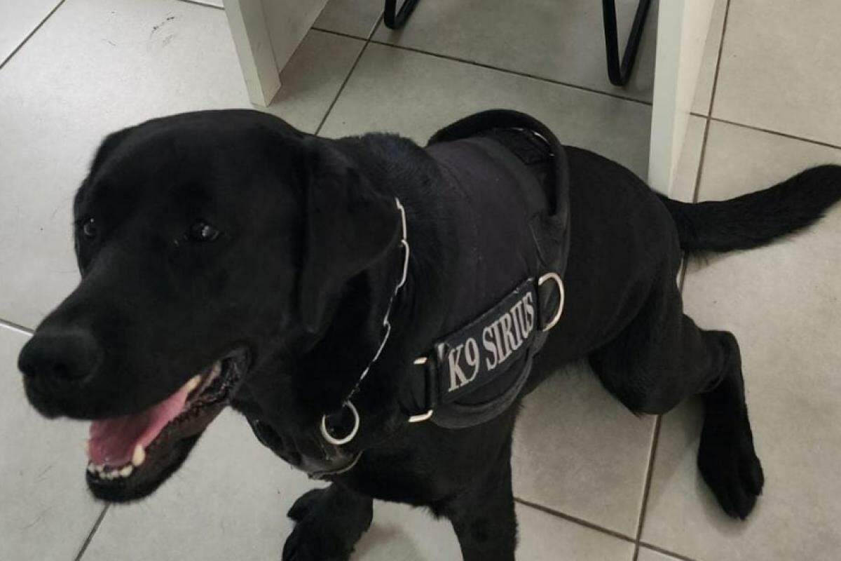 A droga foi localizada pelo cão farejador K9 Sirius