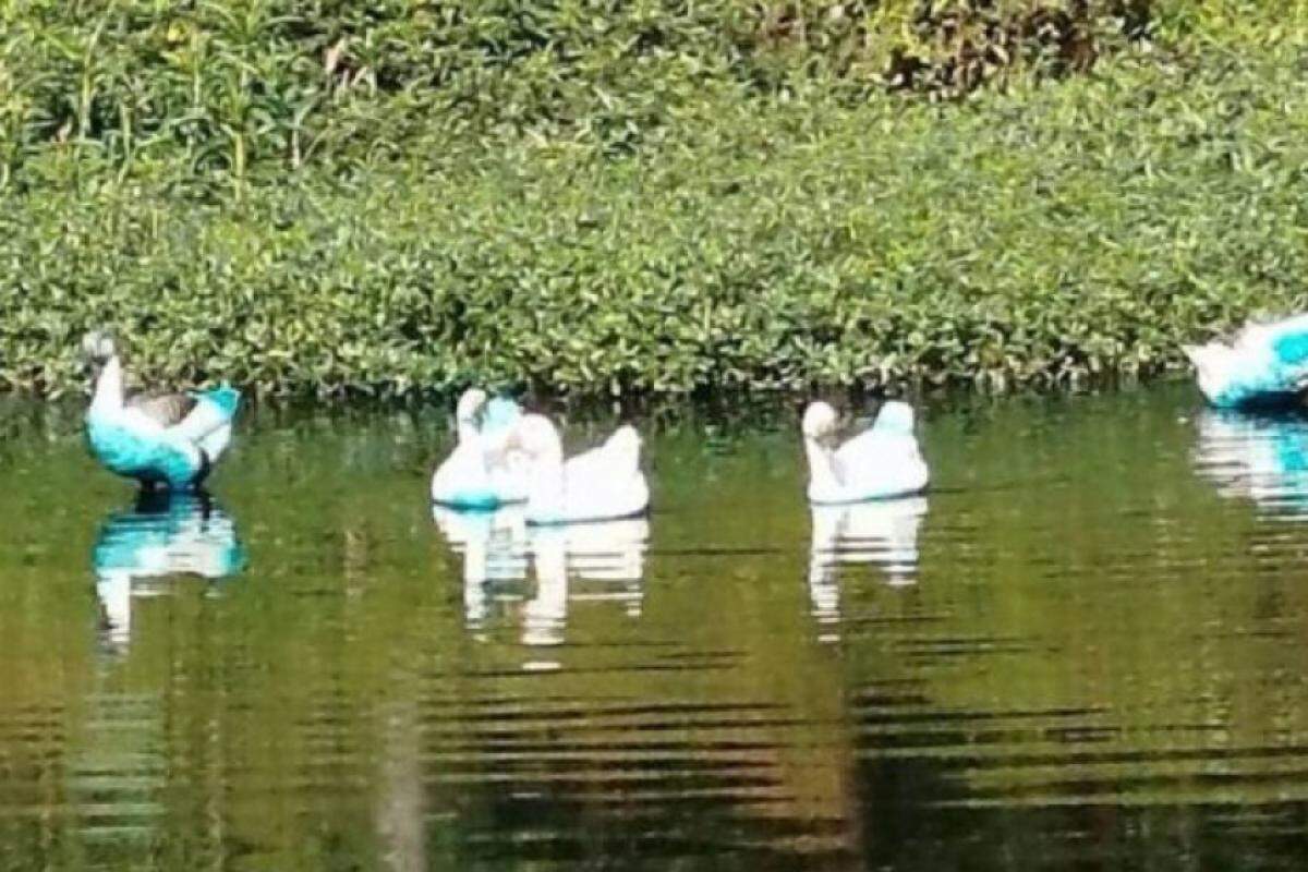 Animais azulados após contato com a substância 