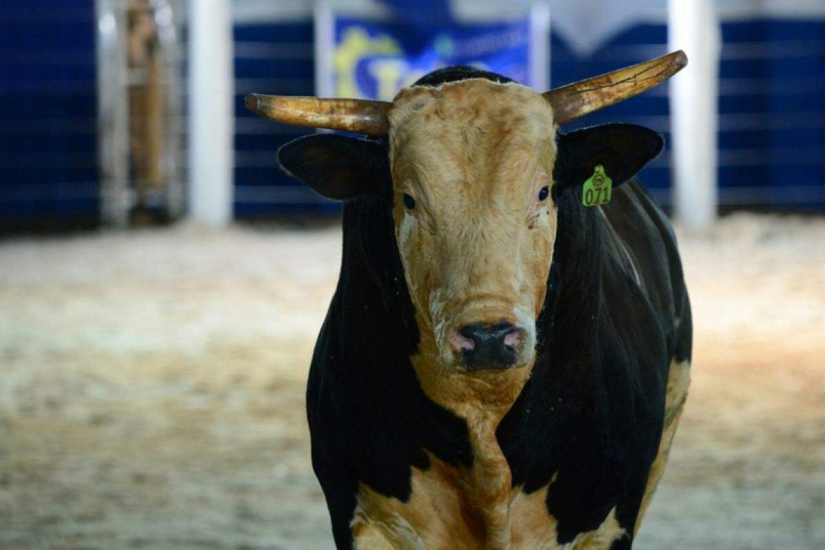 Profissional foi lançado ao ar por animal famoso durante montaria em Votuporanga 