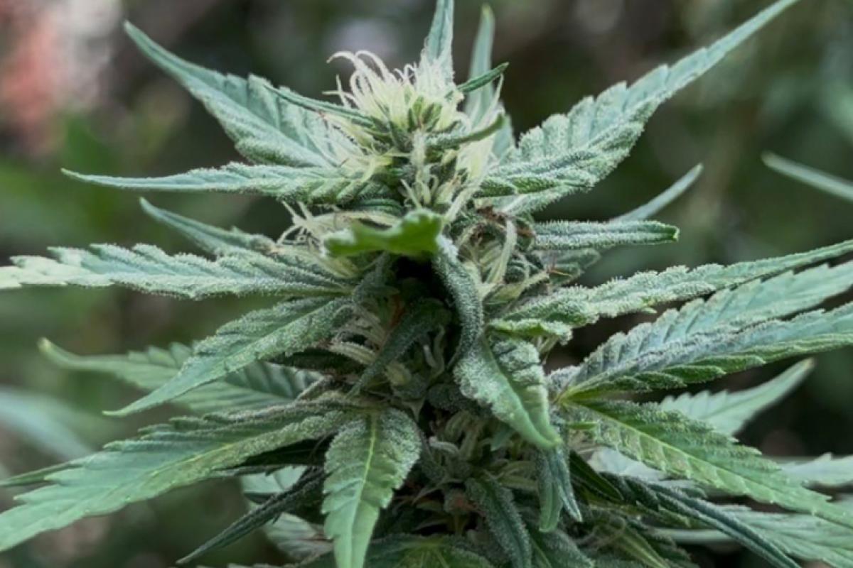 Documento elaborado na Unicamp propõe quase 30 alterações na regulação da Anvisa sobre medicamentos à base de cannabis.