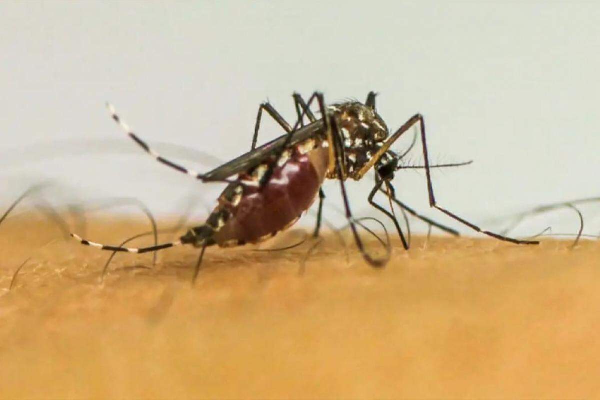 Araçatuba registra 10,9 mil casos de dengue em 2025, mas mantém queda pelo segundo mês consecutivo