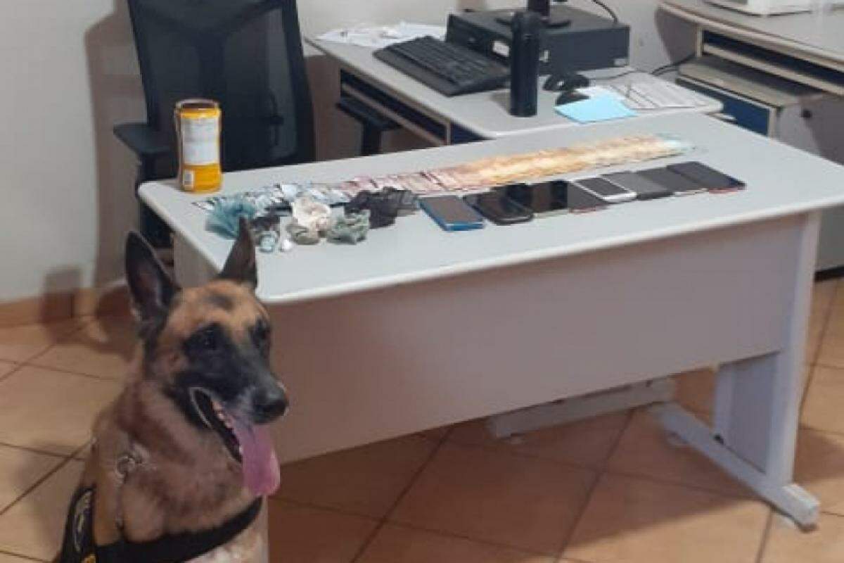 Cão policial do 12º BAEP localizou maconha, cocaína e crack durante busca em propriedade rural