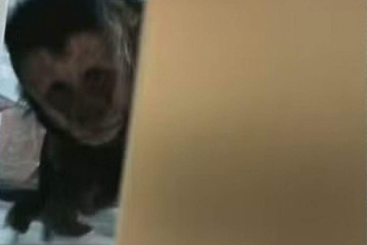 Rapaz abre a porta e dá de cara com um macaco-prego entre os potes de comida e as prateleiras.