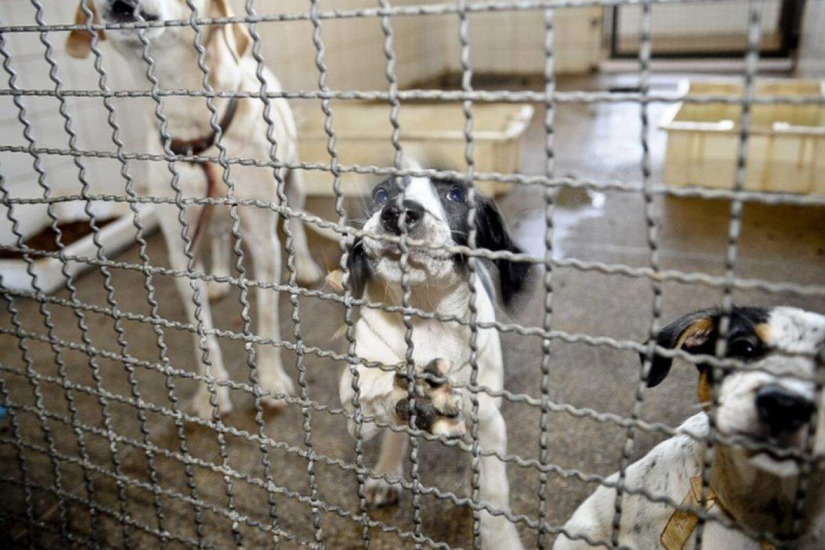 Filhotes de cães e gatos estarão à espera de um novo lar na Praça Dr. Gama