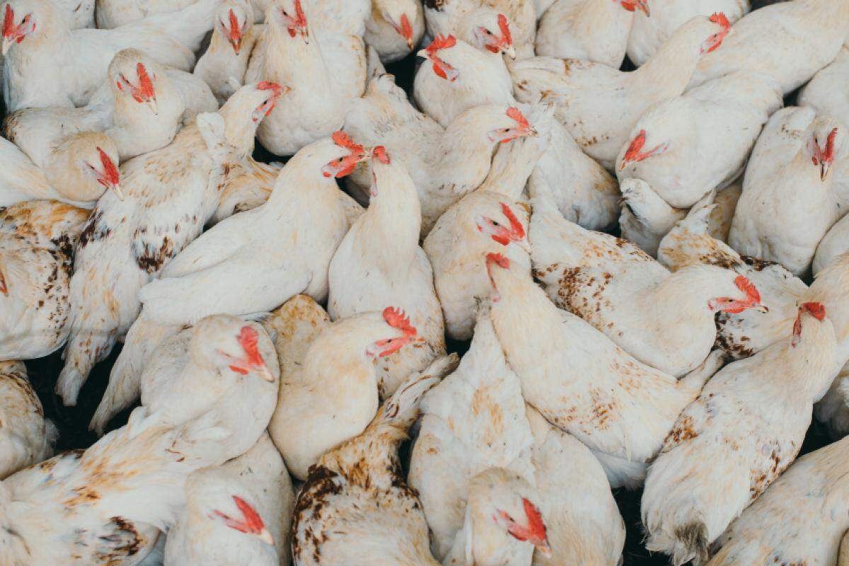 O caso suspeito envolve um produtor do município de Teutônia e um frigorífico localizado na cidade de WestFália.