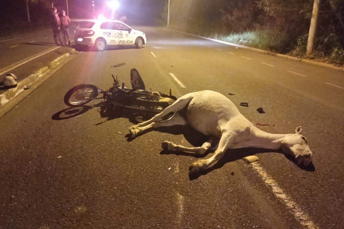 Motociclista ficou ferido após colidir com animal; veículo apresentava irregularidades e foi apreendido. Perícia foi realizada no local