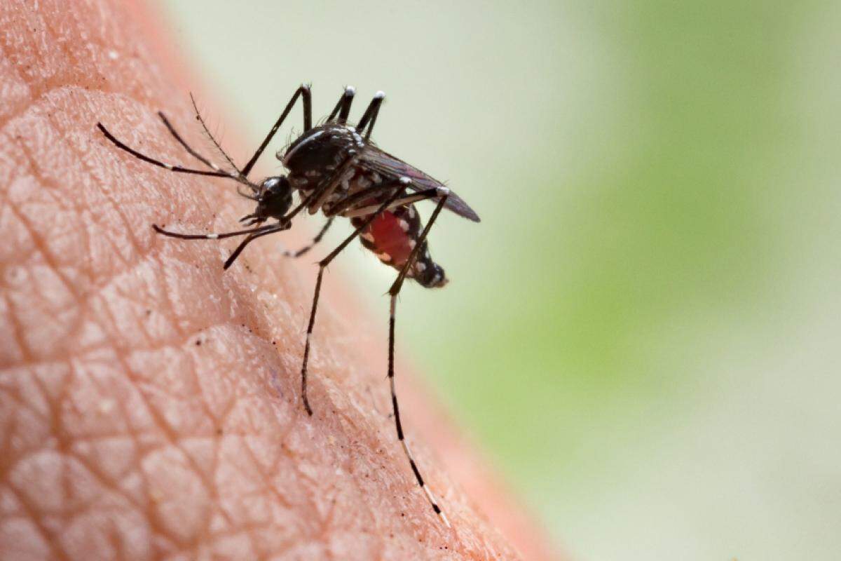 Doença transmitida pelo mosquito Aedes aegypti já infectou 28 moradores; autoridades alertam para prevenção e combate ao mosquito