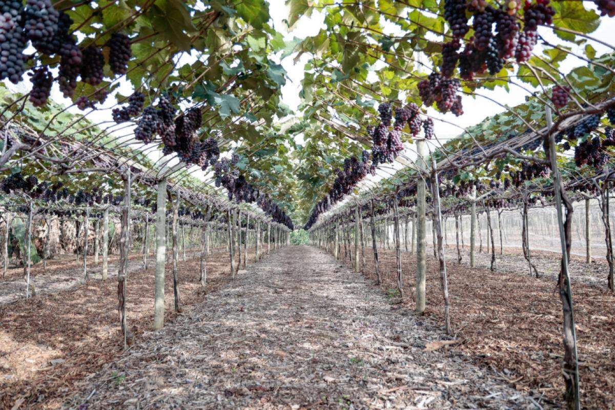 Fruta símbolo de Jundiaí segue garantindo aroma, sabor e renda fora da temporada tradicional
