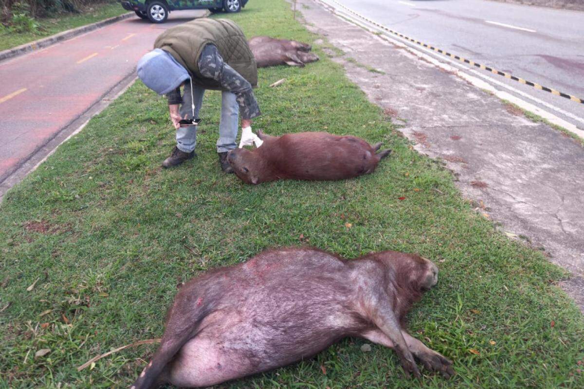 Com a falta de iluminação ou sinalizações, os motoristas acabam não percebendo a presença dos animais 