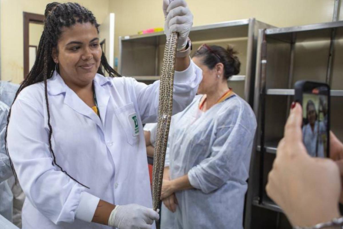 Bióloga Fabiola comemora a descoberta de mais uma serpente grávida no plantel do Laboratório de Herpetologia