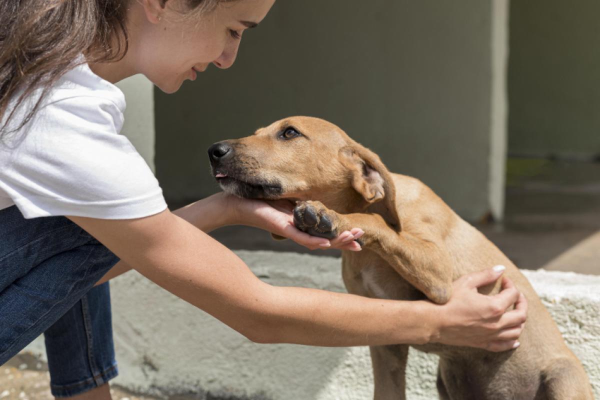 Hoje é dia de celebrar o vira-lata. Adoção, respeito e carinho fazem toda a diferença.