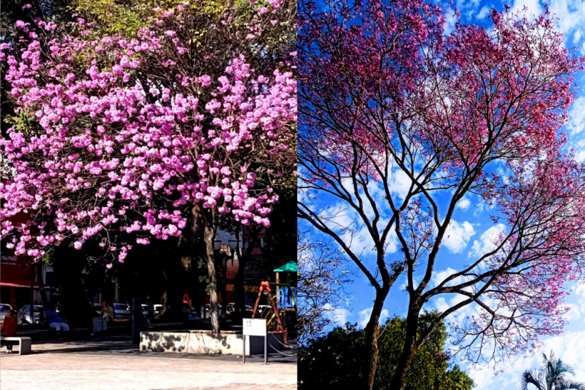 A paisagem natural embeleza o cenário urbano e rural em Piracicaba.