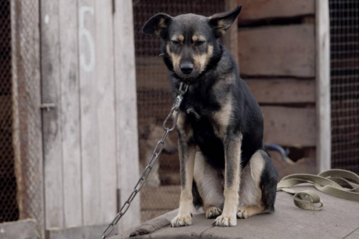 Animais em SP não poderão mais viver presos por correntes.
