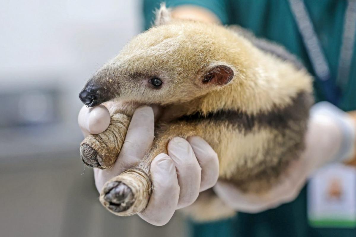 Tamandua resgatado em Ribeirão Preto