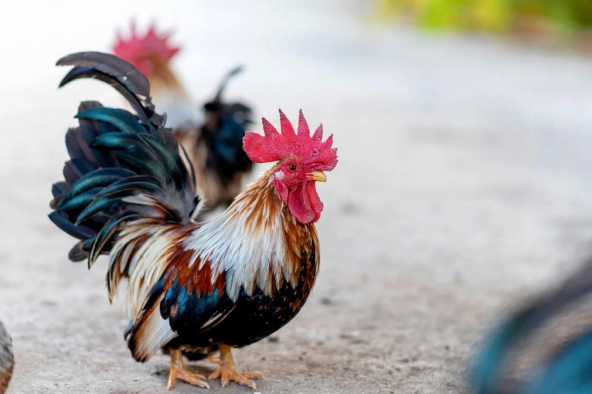 Com até 25 centímetros, Serama cabe na mão e tem conquistado criadores e curiosos